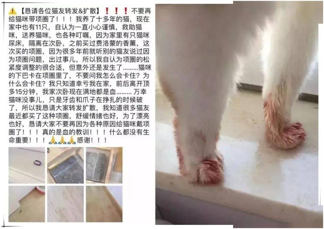 猫咪大小便失禁？解决方法在这！