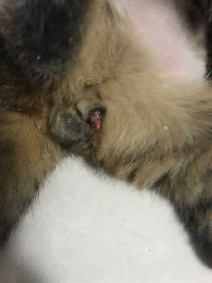 猫 大小便失禁_猫失禁怎么回事_猫失禁怎么办
