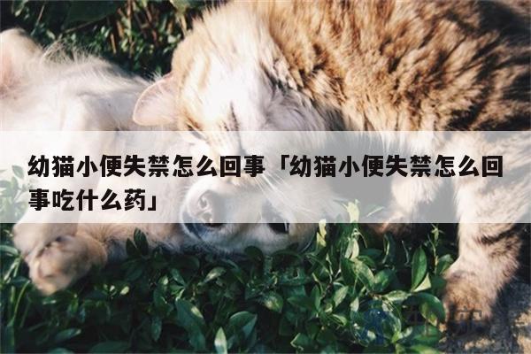 猫 大小便失禁_猫失禁怎么办_猫失禁怎么回事