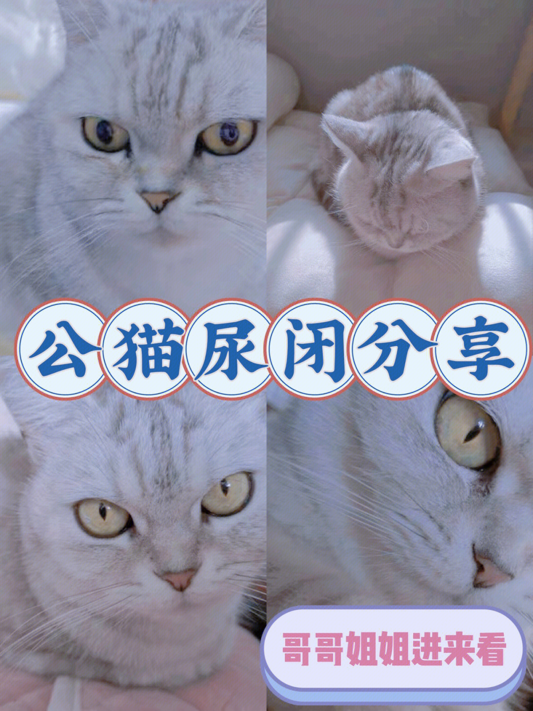 猫失禁怎么办_猫 大小便失禁_猫失禁怎么回事