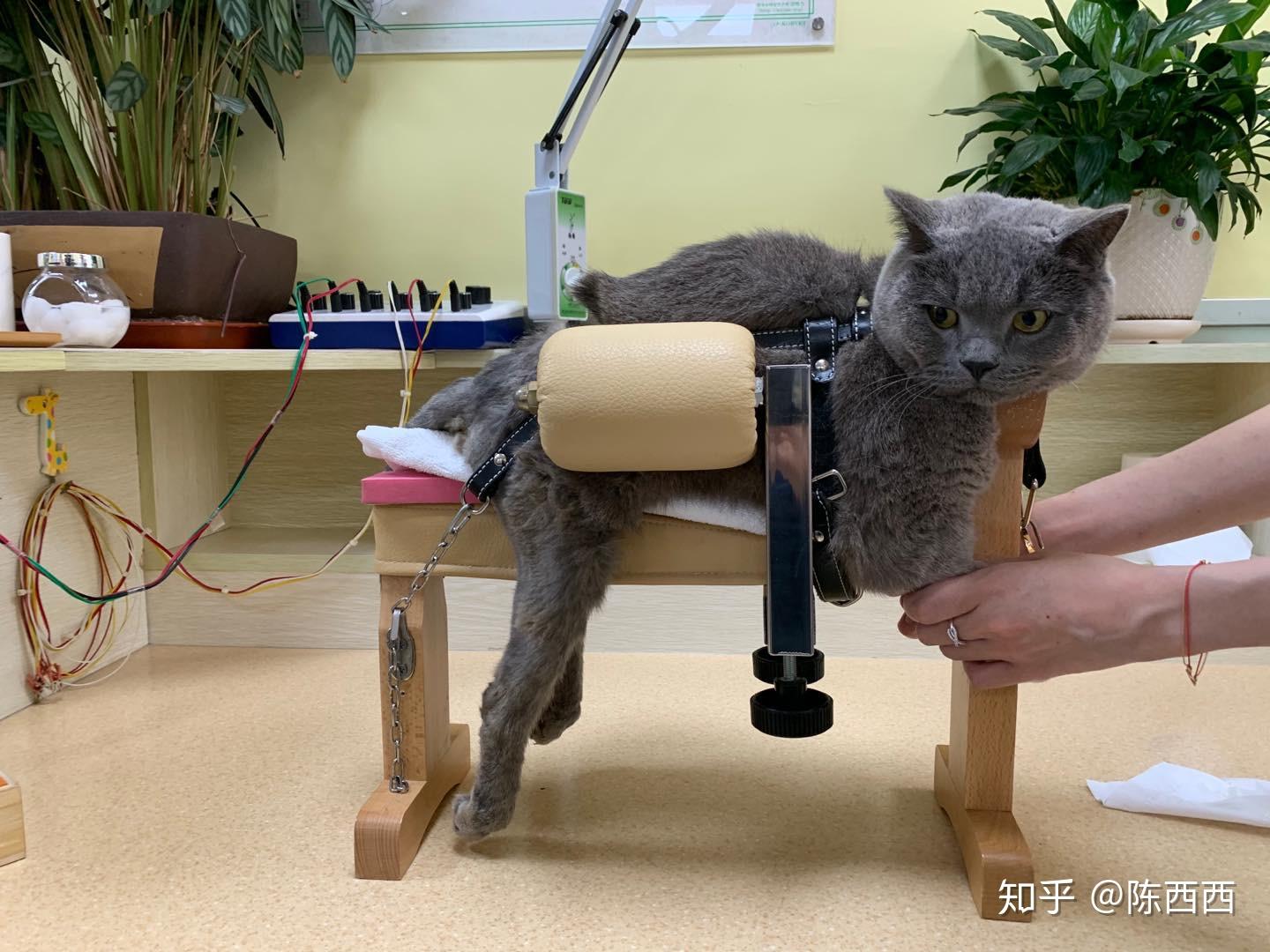 猫失禁怎么办_猫 大小便失禁_猫失禁怎么回事