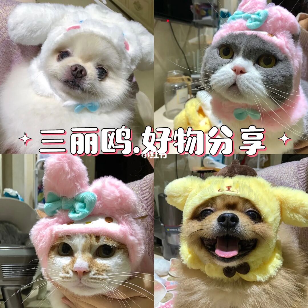 “开心新伴侣，TNT宠物”