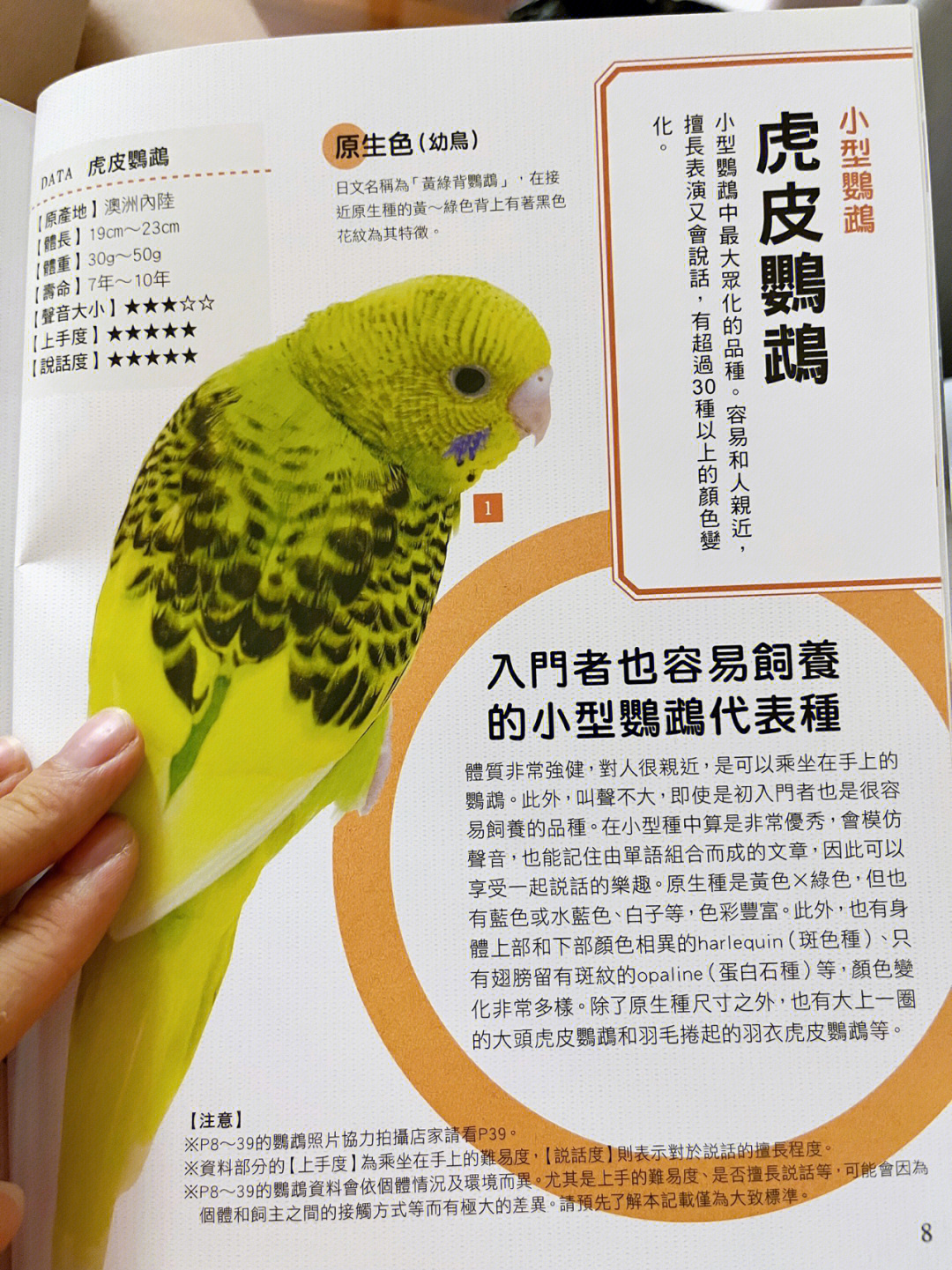 叫声鹦鹉虎皮怎么回事_虎皮鹦鹉的叫声_鹦虎皮鹦鹉叫声