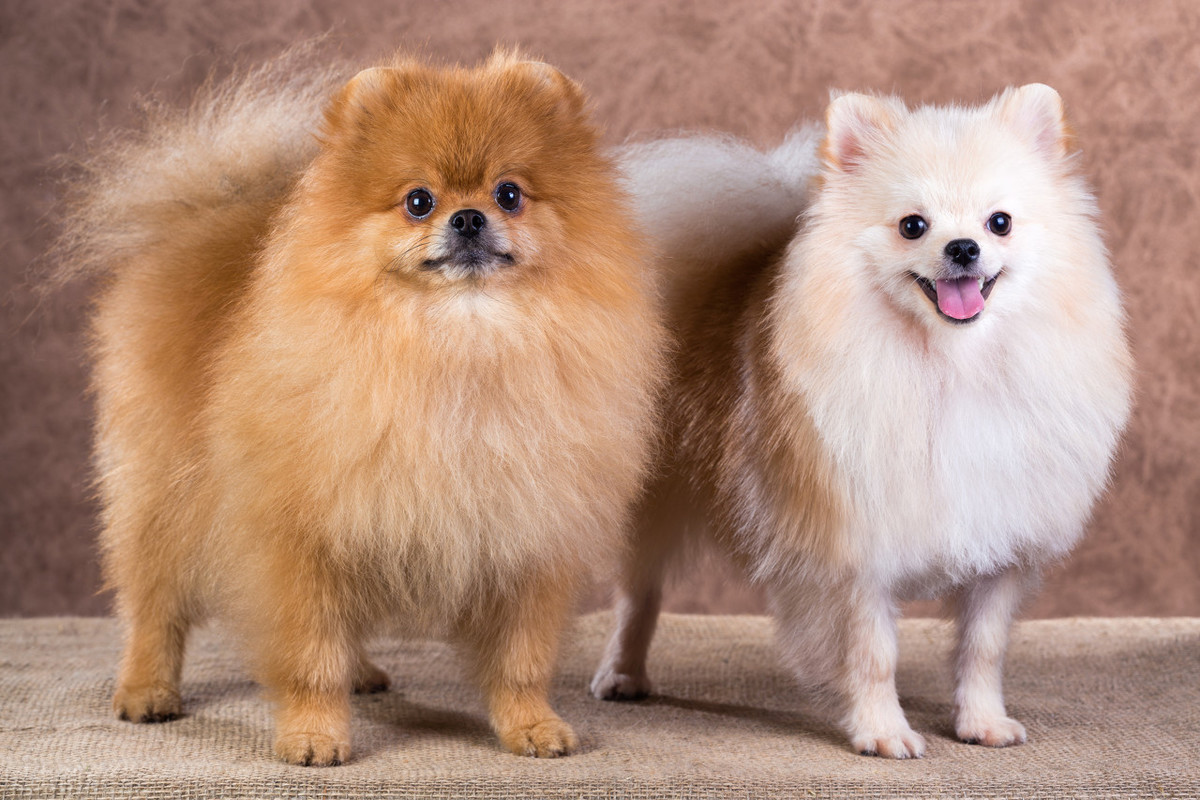 犬舍博美多少钱_博美犬多少钱一只2015_宠物犬博美的价格是多少