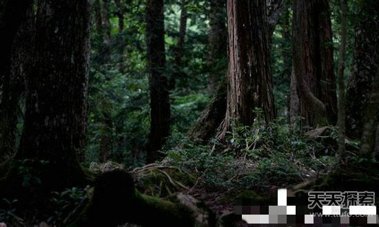 铁鹰行动1_铁鹰行动06_铁鹰行动分集剧情