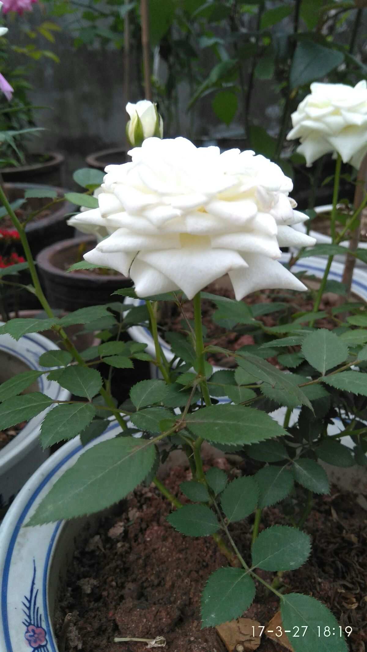 exo红玫瑰与白玫瑰游戏_exo的红玫瑰和白玫瑰攻略_橙光游戏exo的红玫瑰白玫瑰