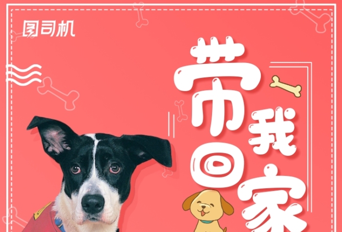 qq宠物爱心值_qq宠物爱心值有什么用_qq宠物魅力值