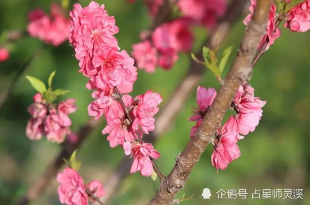 测试你的桃花运_测试工作事业运_塔罗测试女性的旺夫运指数