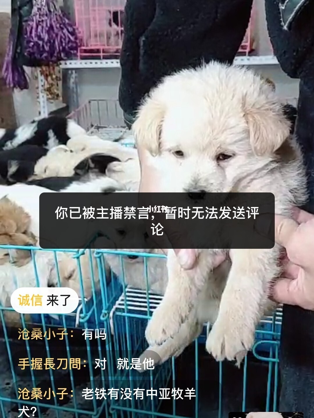 北京同城宠物领养_北京宠物58同城_北京同城送宠物专车