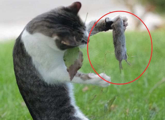 逆战躲猫猫_逆战躲猫猫下载_躲猫猫逆战高校怎么卡bug