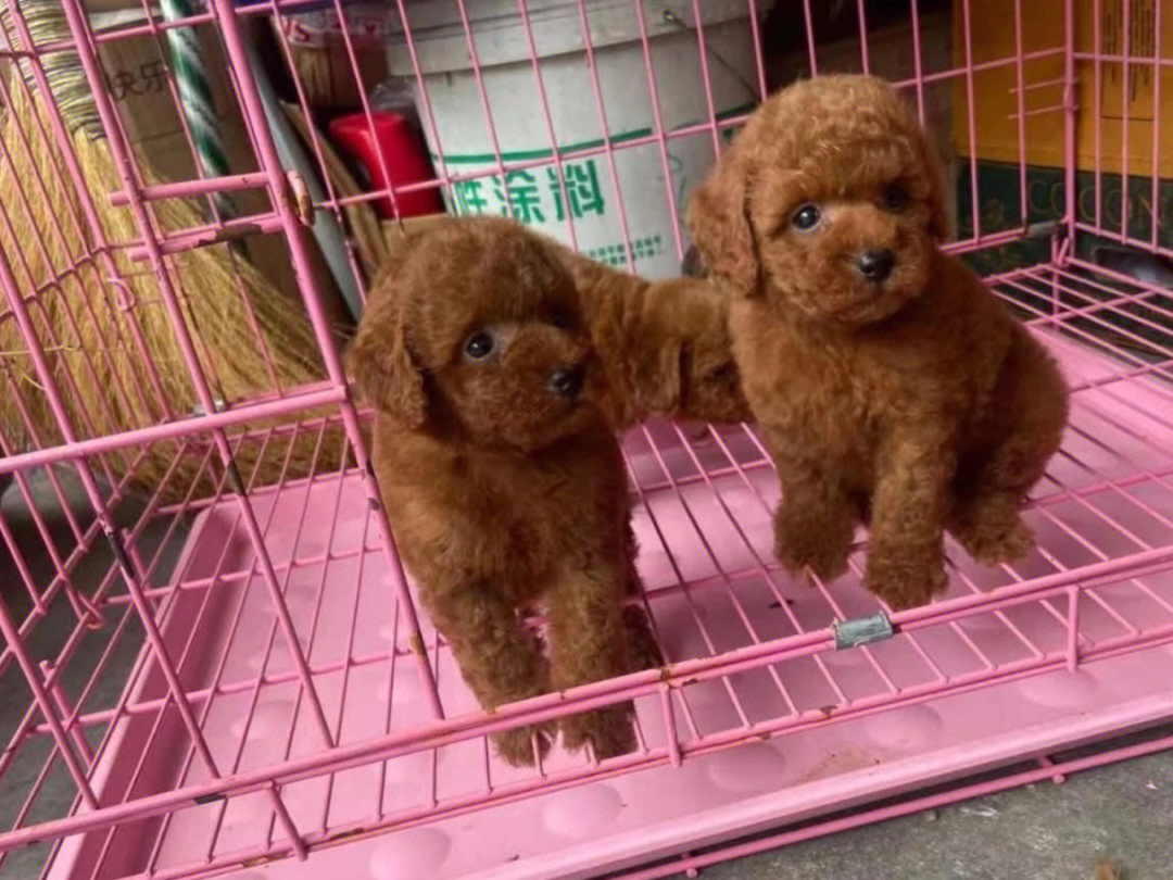 泰迪狗多少钱一只_泰迪狗狗怎么训练定点大小便_泰迪狗