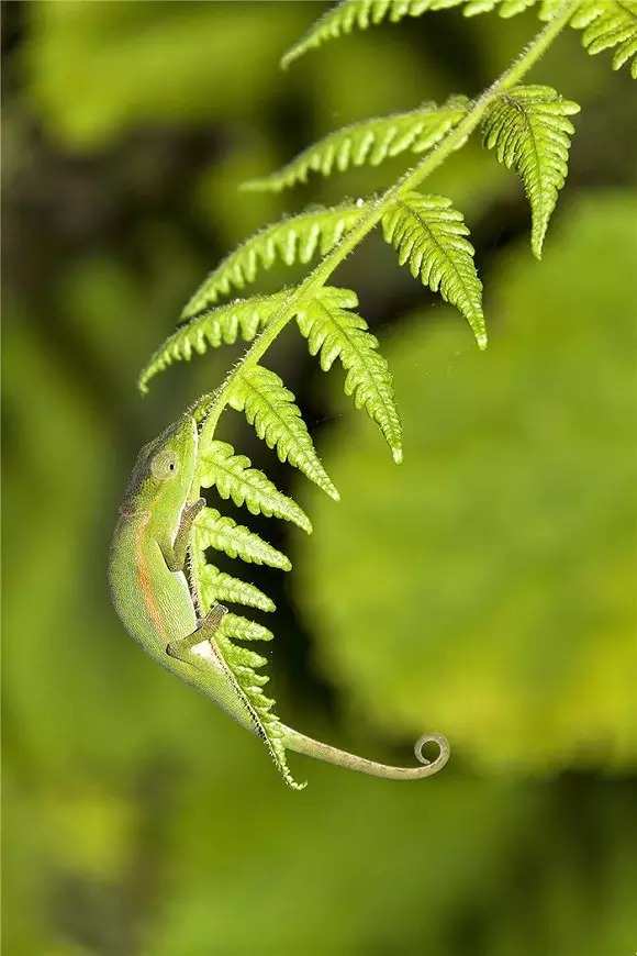 模拟种植类游戏_种植类游戏_种植类游戏可以赚取微信红包