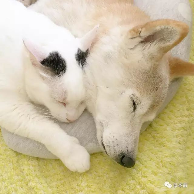 宠物可爱头像_可爱的宠物_宠物可爱的文案