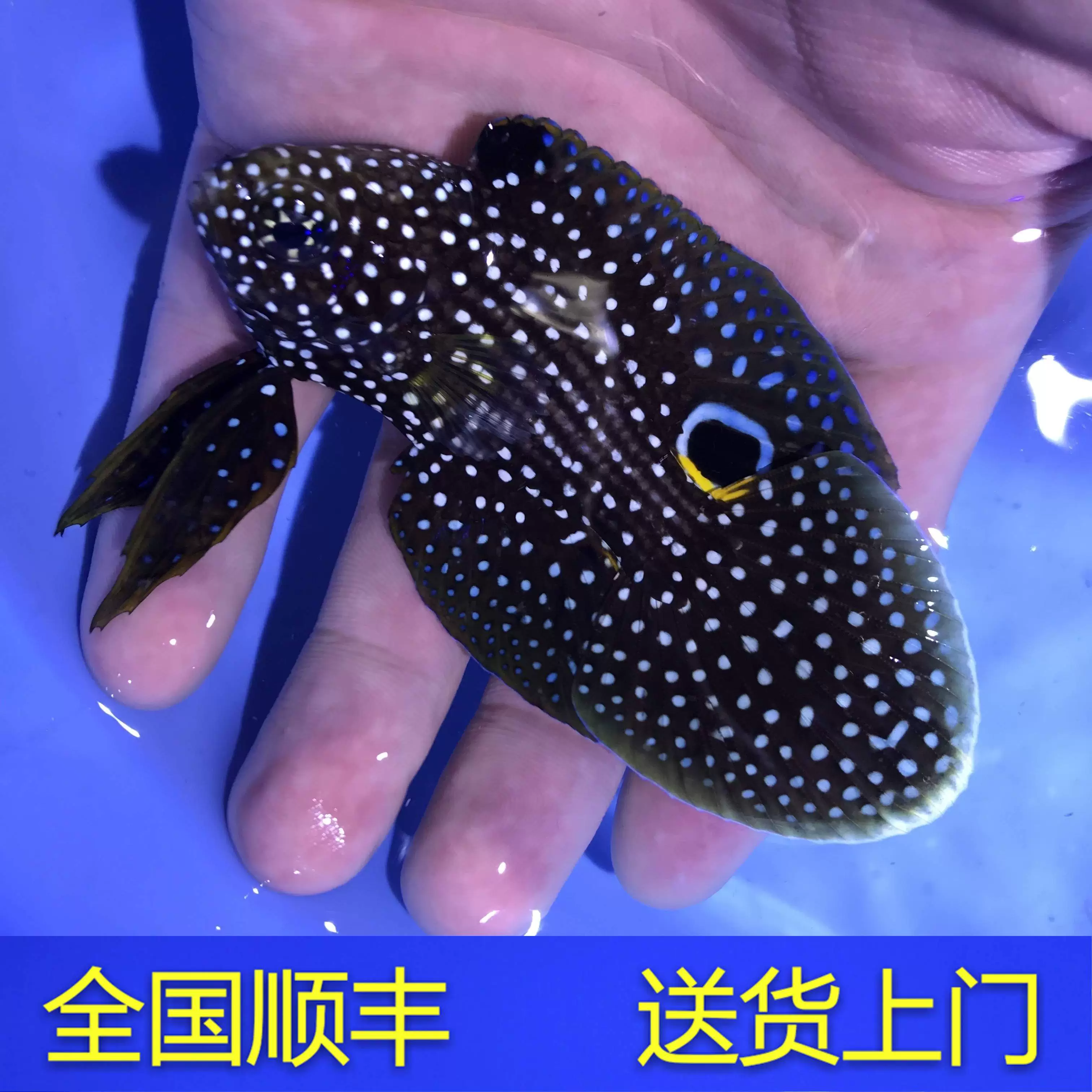 小丑帽子英文_一个小丑出现的英文_小丑牛 英文