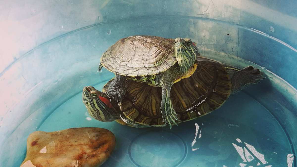水族馆养龟游戏_养乌龟游戏叫什么名字_游泳馆水龟使用说明
