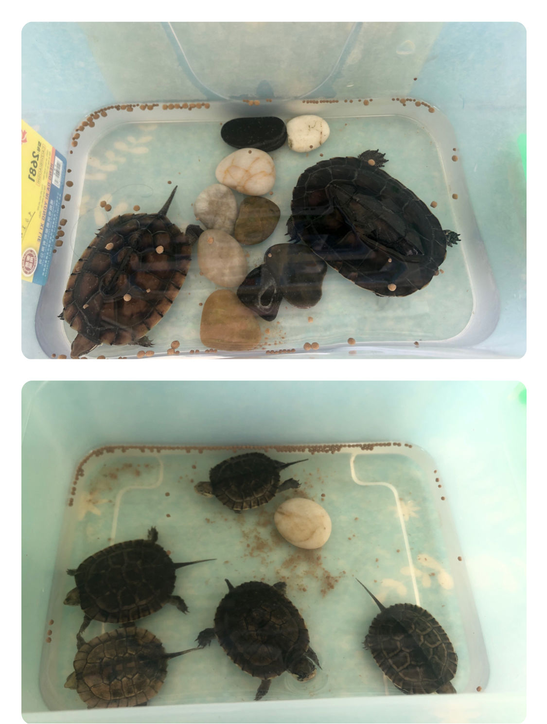 游泳馆水龟使用说明_养乌龟游戏叫什么名字_水族馆养龟游戏