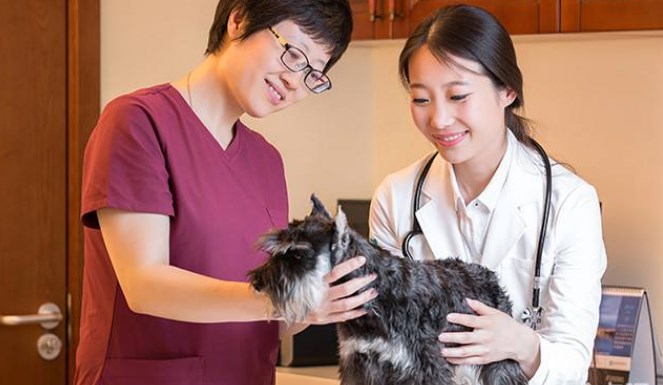 宠物服务价格表_宠物服务价格_宠物价格服务包括哪些