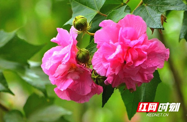 电信外线员真心难干_明日方舟红_明日方舟资深干员tag搭配
