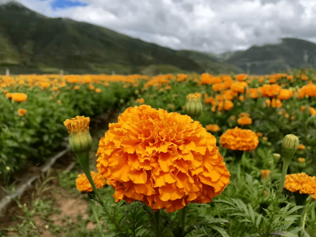 勾帕路翁_提拉德翁坡帕_口袋妖怪白2勾帕路翁