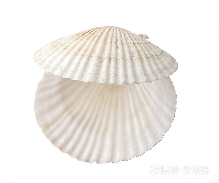 扇贝在海里游泳的视频_扇贝怎么游泳怎么生活_扇贝会游泳吗会还是不会