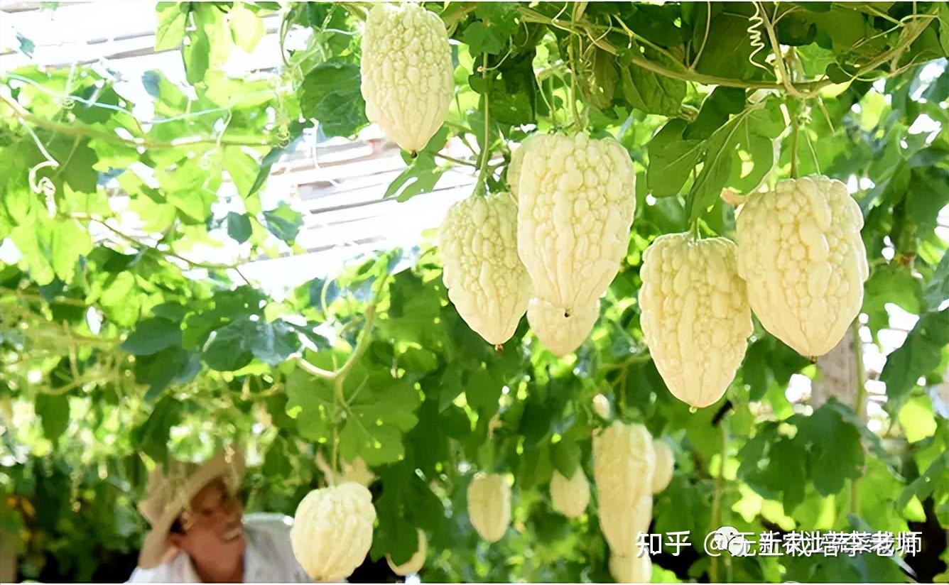 瓜的种类_烤瓜_瓜六