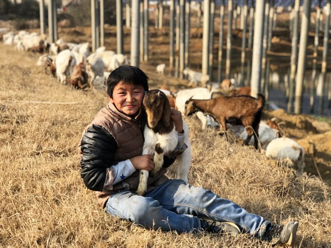 送小羊回家_送小羊回家为什么下架了_送小羊回家2手机版下载