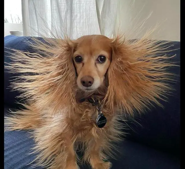 狨猴的狨读音是_禺狨王_侏儒狨多少钱
