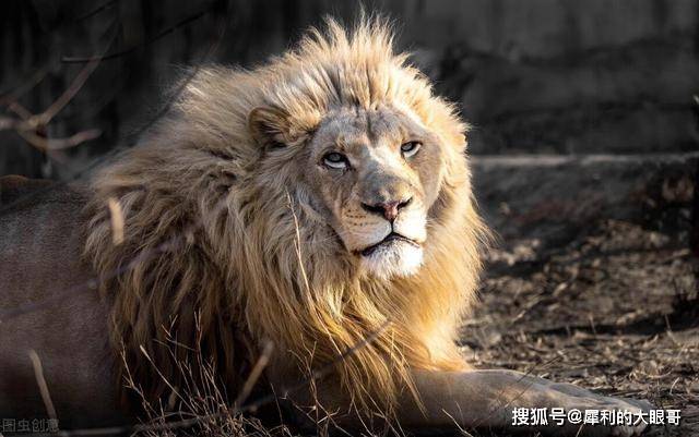 禺狨王_侏儒狨多少钱_狨猴的狨读音是