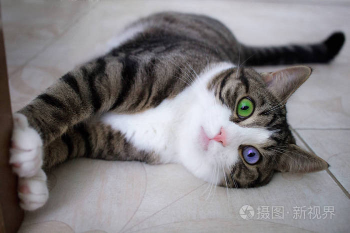 仓吉_仓吉的传统文化大冒险