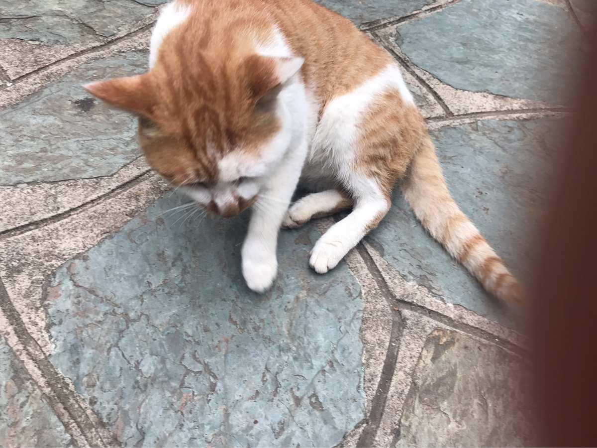 流浪猫模拟器_流浪猫模拟器视频_流浪猫模拟器怎么搭窝