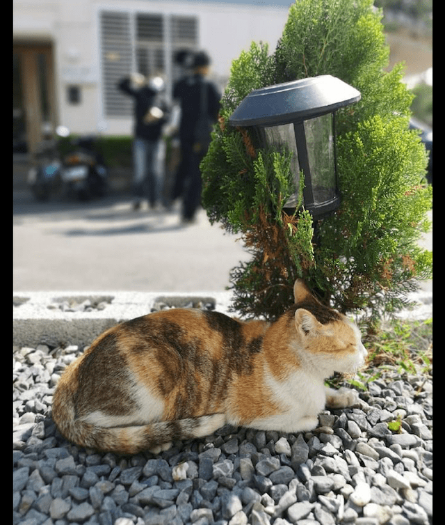 流浪猫模拟器怎么搭窝_流浪猫模拟器视频_流浪猫模拟器