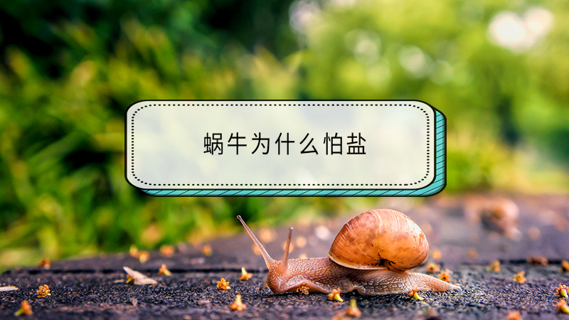 愤怒猪的图片大全_令蜗愤怒的猪_愤怒的猪游戏
