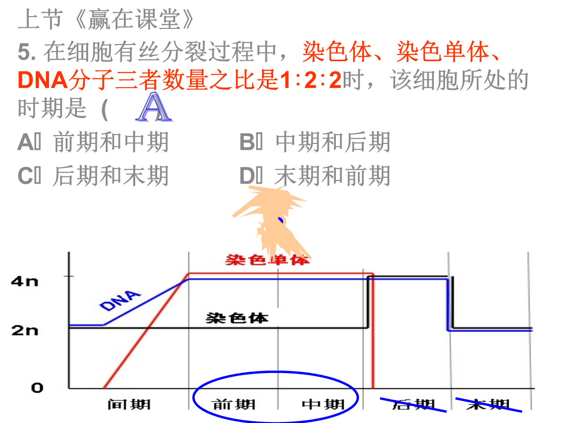 细胞分裂7_huvec细胞多长时间分裂_凋亡细胞与坏死细胞