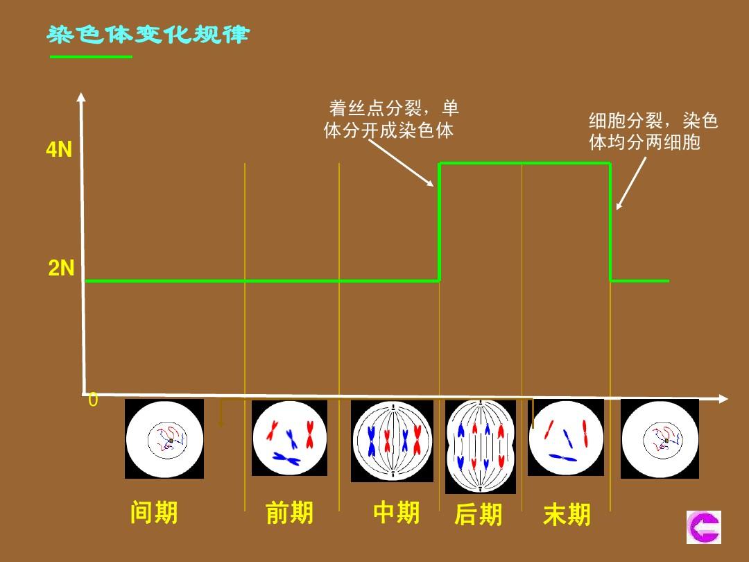 凋亡细胞与坏死细胞_huvec细胞多长时间分裂_细胞分裂7
