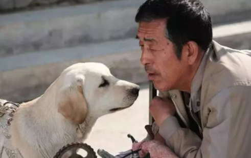 犬虎牙女面相_虎牙直播虎牙妹_虎牙四犬