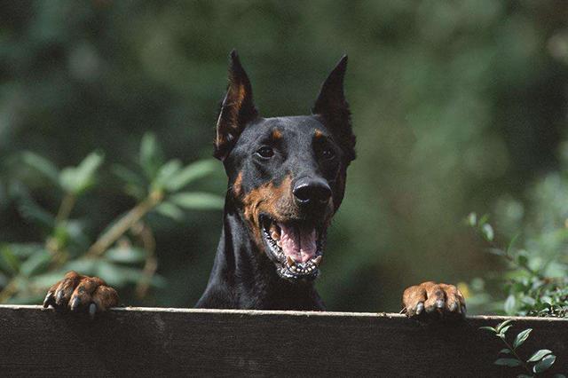 虎牙直播虎牙妹_犬虎牙女面相_虎牙四犬