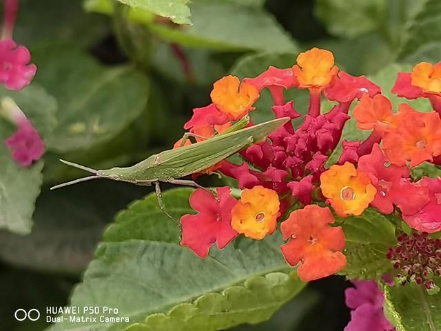 野花视频手机免费观看_野花视频手机免费观看_野花视频手机免费观看