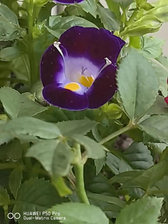 野花视频手机免费观看_野花视频手机免费观看_野花视频手机免费观看