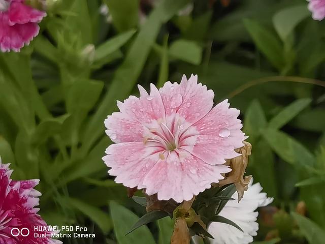 野花视频手机免费观看_野花视频手机免费观看_野花视频手机免费观看