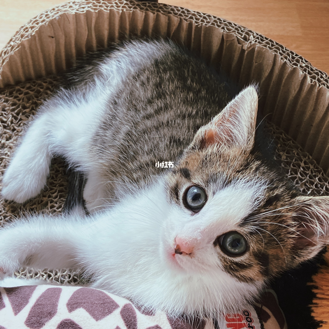 猫咪杜区app官网_猫咪杜区app官网_猫咪杜区app官网
