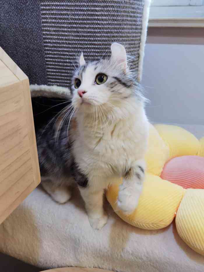 猫咪杜区app官网_猫咪杜区app官网_猫咪杜区app官网