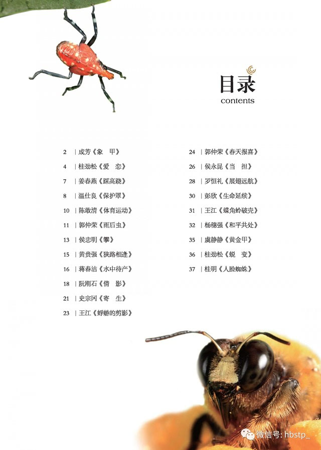 赤蝎蛇_赤蝎_赤蝎幽灵套装多少钱