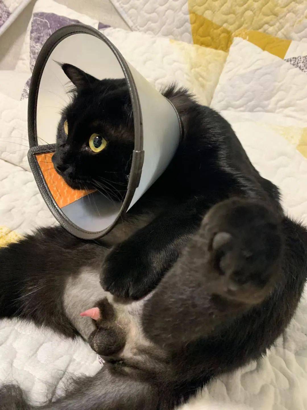 变态猫_变态猫_变态猫