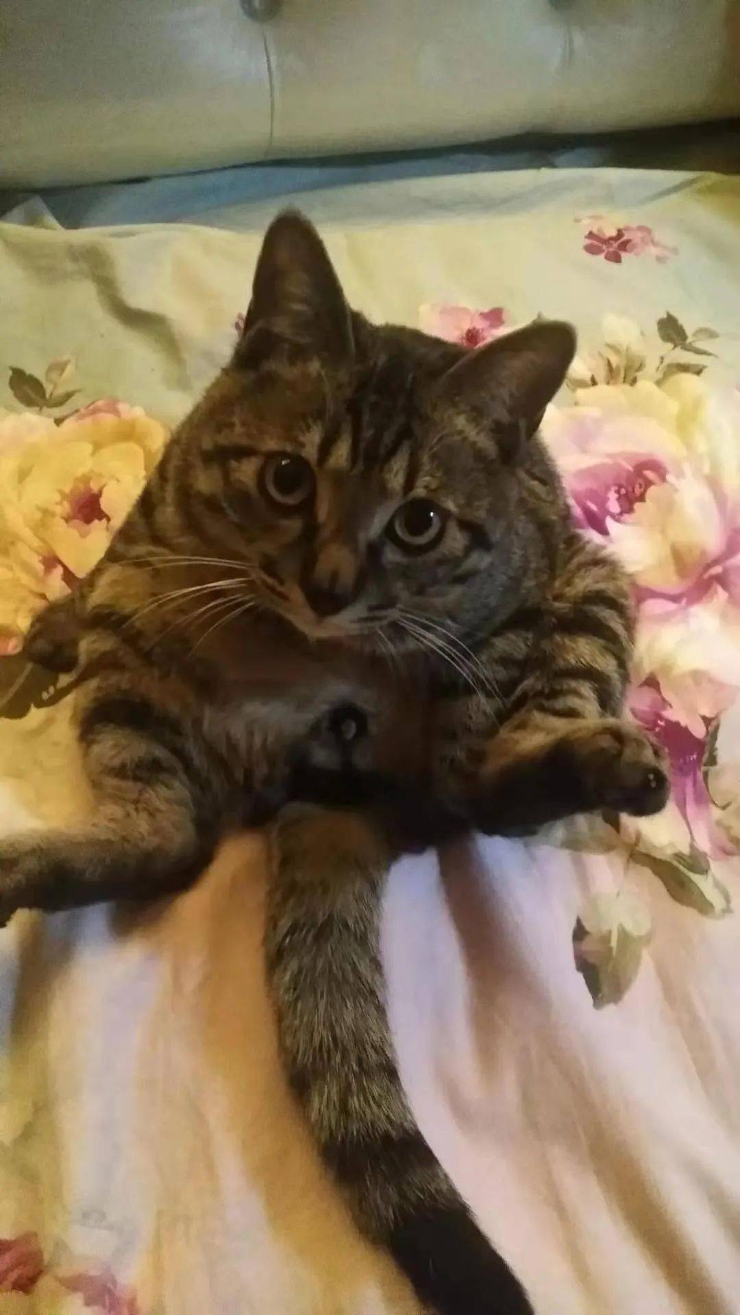 变态猫_变态猫_变态猫