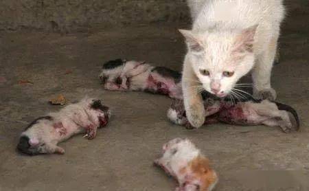 变态猫_变态猫_变态猫