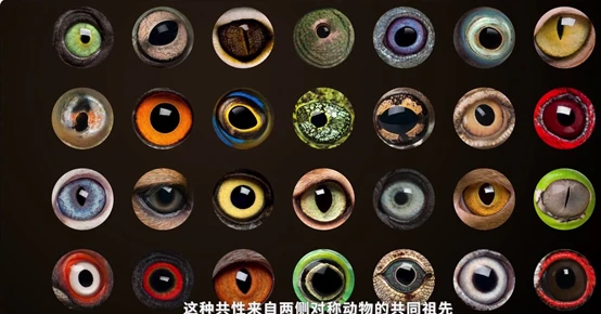 海绵宝宝找不同_海绵宝宝找工作是哪一集_海绵宝宝找房子是哪一集