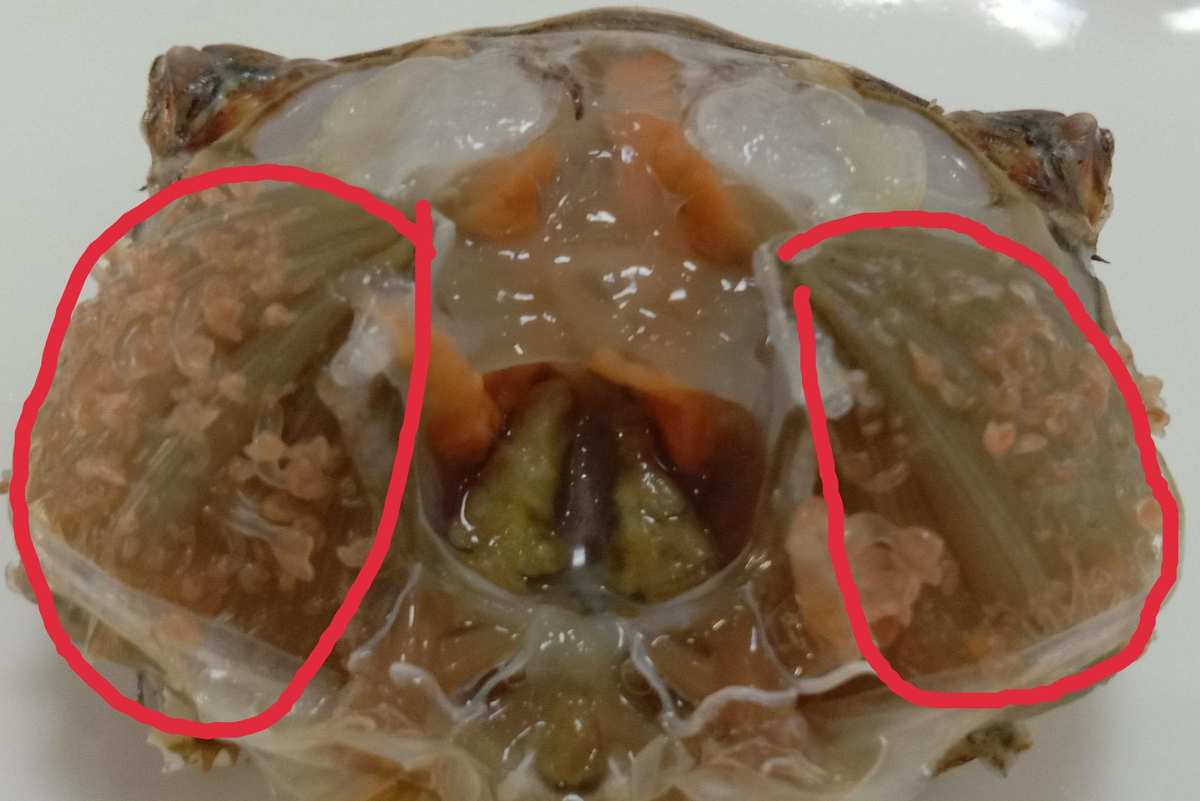 螃蟹鳃里面的虫子图_螃蟹的鳃长在哪里图片_螃蟹鳃在什么位置