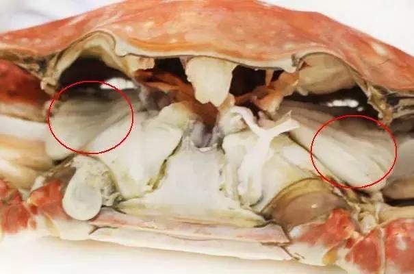 螃蟹的鳃长在哪里图片_螃蟹鳃在什么位置_螃蟹鳃里面的虫子图