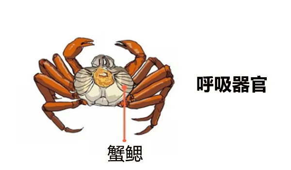 螃蟹的鳃长在哪里图片_螃蟹鳃里面的虫子图_螃蟹鳃在什么位置