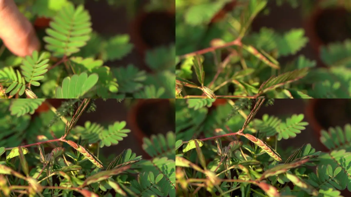 含羞草视频网站_含羞草视频网站_含羞草视频网站